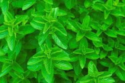 Začini i lekovito bilje: Divlja nana - Mentha Spicata spermint (seme)