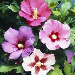 Sadnice - žbunaste vrste: Hibiscus syriacus - Sirijska ruza (mix semena)