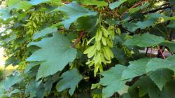 Seme drveća: Acer pseudoplatanus (seme)