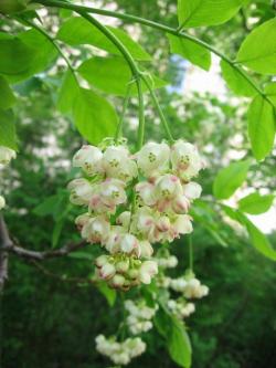 Seme žbunastih vrsta: Staphilea pinnata - Klokocika (seme)