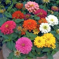 Seme cveća: Zinnia elegans (seme) mix Cinija Lepi Glisa