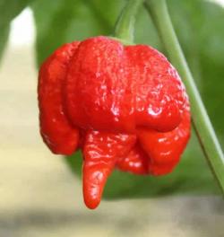 Začini i lekovito bilje: Trinidad moruga scorpion hot chilli (seme) cili paprika