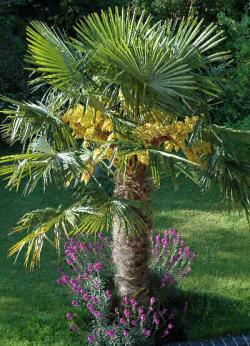 Seme drveća: Trachycarpus fortunei (seme) 20 semenki