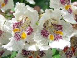 Seme drveća: Catalpa bignonioides - Katalpa (seme)