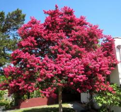 Seme drveća: Lagerstroemia indica - Kineski jorgovan (seme)