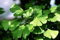 Seme drveća: Ginkgo biloba - Ginko seme