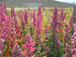 Seme povrća: Quinoa - Kinoa (seme) zitarica BUDUCNOSTI!!