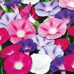 Seme cveća: Ipomoea purpurea - Ladolez Mix (seme)