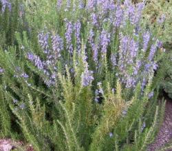 Začini i lekovito bilje: Rosmarinus officinalis - Ruzmarin (seme)