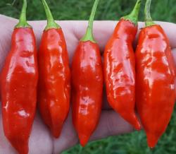 Seme povrća: Aji Rojo Cili paprika (seme)