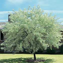 Seme drveća: Elaeagnus angustifolia - Ruska maslina ( Dafina ) seme