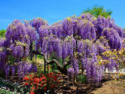 Seme žbunastih vrsta: Wisteria ( Plava kisa ) - Glicinija (seme 50kom)