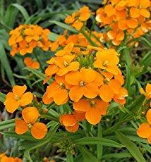 Seme cveća: Letnji seboj (seme) Erysimum cheiri