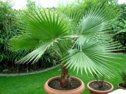 Seme drveća: Washingtonia filifera - California fan palm (100 semenki)