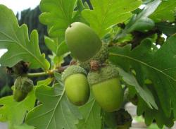 Seme drveća: Quercus robur (seme) Hrast luznjak