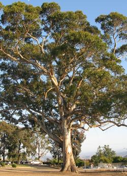 Seme drveća: Eucalyptus globulus (seme)