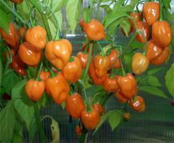 Začini i lekovito bilje: Orange Habanero - Ljuta paprika (seme)