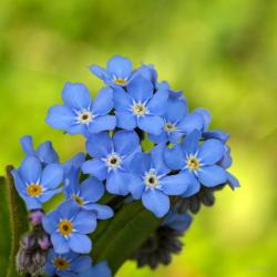 Seme cveća: Myosotis alpestris - Nezaboravak (seme)