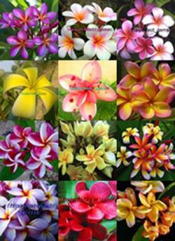 Seme cveća: Plumeria rubra mix (10 semenki) Frangipani havajski cvet