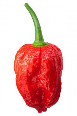 Začini i lekovito bilje: NAGA DORSET Heirloom Cili paprika (seme)