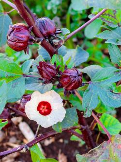 Začini i lekovito bilje: Hibiskus roselle (seme) Hibiscus sabdariffa