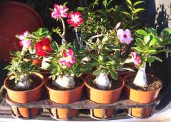 Seme cveća: Adenium Obesum - 10 mix semenki