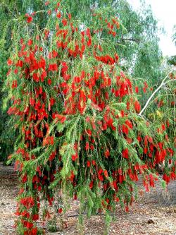 Seme cveća: Callistemon - Kalistemon crveni (seme)