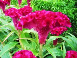 Seme cveća: Celosia cristata