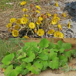 Začini i lekovito bilje: Podbel - Tussilago farfara (seme)