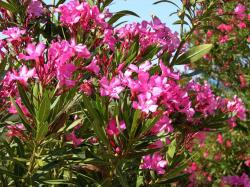 Seme cveća: Nerium oleander - Oleander rozi (seme)