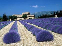 Začini i lekovito bilje: Lavanda (seme)