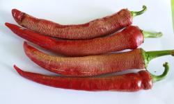 Seme povrća: Ljuta paprika - Puckava vezenka duga (seme)100 semenki