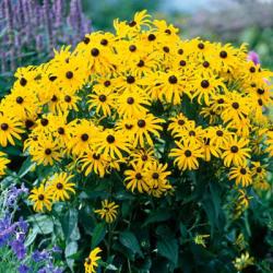 Seme cveća: Rudbeckia zuta (seme)