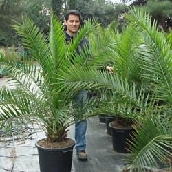 Seme cveća: Phoenix canariensis - Kanarska palma (seme)