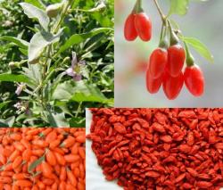 Seme voća: Goji Berries (seme) - Lycium barbarum ( Goji bobice )