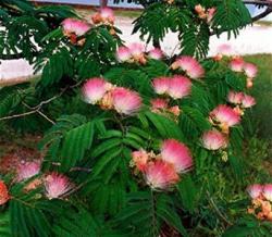 Seme drveća: Albizia julibrissin - Albicija svileno drvo (200 semenki)