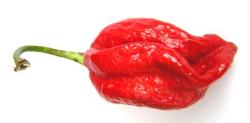 Seme povrća: Pimenta Naga chili (seme)