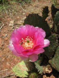 Kaktusi: Opuntia kaktus - Opuncija Indijska smokva (seme)