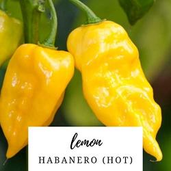 Seme povrća: Lemon habanero (seme)