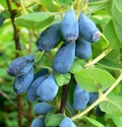 Seme voća: Kamcatska borovnica (seme) Haskap Lonicera caerulea 