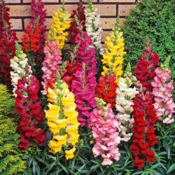 Seme cveća: Antirrhinum majus - Zevalica (seme)