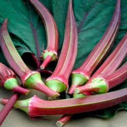 Seme povrća: Crvena bamija - Hibiscus esculentus (okra ) 