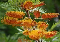 Seme drveća: Grevillea robusta - Svileni hrast (seme)