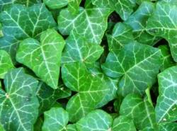 Sadnice - puzavice: Hedera helix 