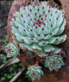 Perene: Cuvarkuca - Sempervivum calcareum 