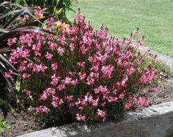 Perene: Gaura lindheimeri Pink 