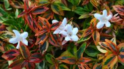 Sadnice - žbunaste vrste: Abelia grandiflora 