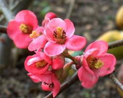 Sadnice - žbunaste vrste: Chaenomeles sp. Eximia - japanska dunja roze cveta 