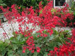 Perene: Heuchera sanguinea Leuchtkafer - koralni zvončić bordo boje 