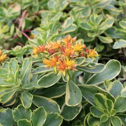 Perene: Sedum kamtschaticum variegatum